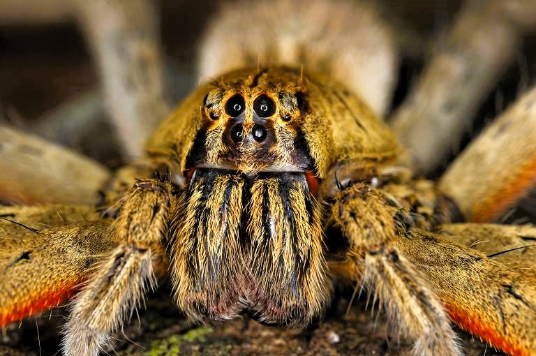 Vorsicht! Giftige Nosferatu-Spinne jetzt auch in Deutschland heimisch, sie kommt aus dem Mittelmeerraum