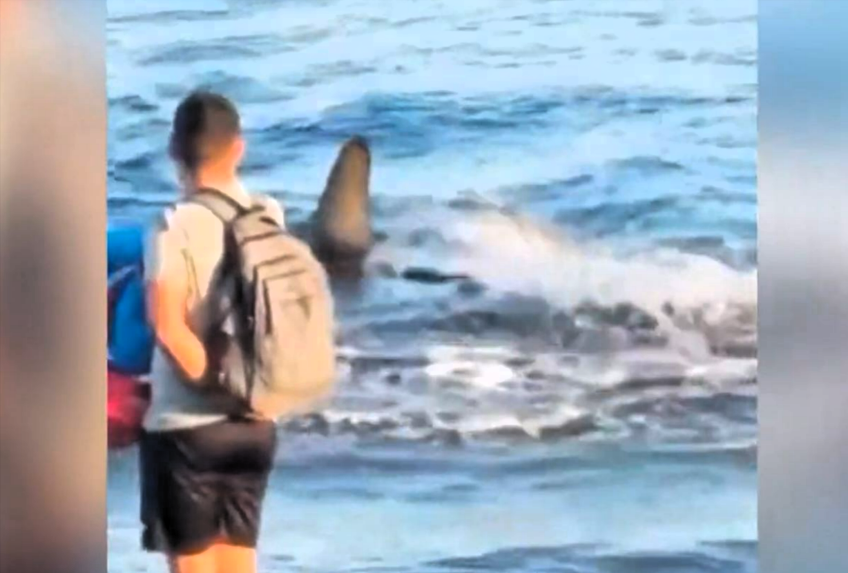 Hai-Alarm vor Spaniens Küste! Mehrere Strände wegen Hai-Sichtung gesperrt